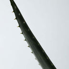Soothing Aloe Vera Gel