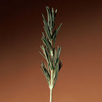 Vitalizing Rosemary Concentrated Essence